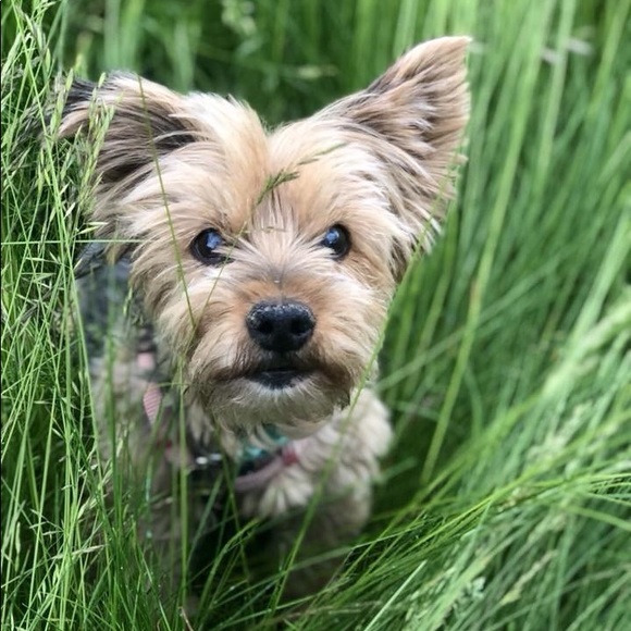 Pups - Picture 2 of 7